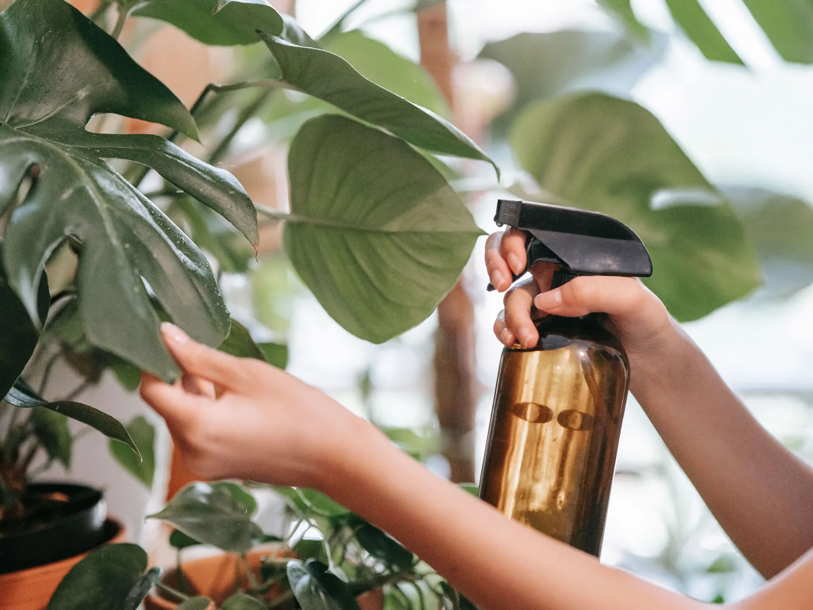 Konsultacja i projekt zieleni FloraLab